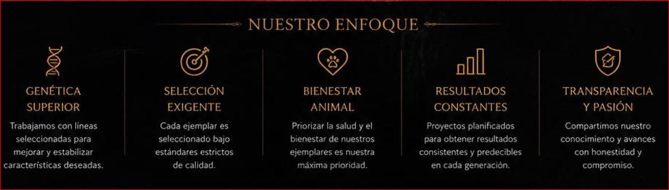 Nuestro Enfoque